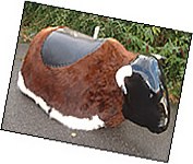 rodeo bull hire bournemouth,poole, christchurch, verwood, whareham, wimborne, charlton marshall,blandford, dorset
